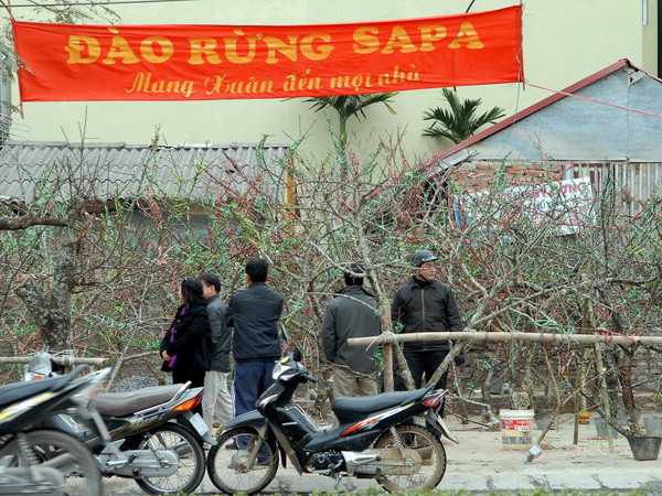 Đào từ miền ngược cũng có dịp "hội tụ" về Thủ đô khoe sắc ảnh 1