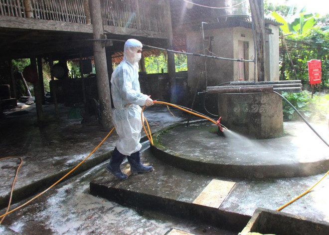 Rà soát tìm phương án hiệu quả phòng chống dịch tả lợn châu Phi ảnh 1