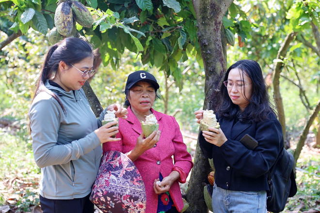 Du khách trải nghiệm thưởng thức hạt cacao tươi ngay tại vườn của người dân ở xã Ea Na, huyện Krông Ana, tỉnh Đắk Lắk. (Ảnh: Hoài Thu/TTXVN) ttxvn_1206_cacao (2).jpg
