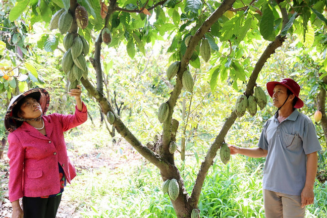 Cán bộ Hợp tác xã nông nghiệp sản xuất cacao hạt Tân Thành, tỉnh Đắk Lắk cùng thành viên đánh giá tiềm năng phát triển của cây ca cao. (Ảnh: Hoài Thu/TTXVN) ttxvn_1206_cacao (4).jpg