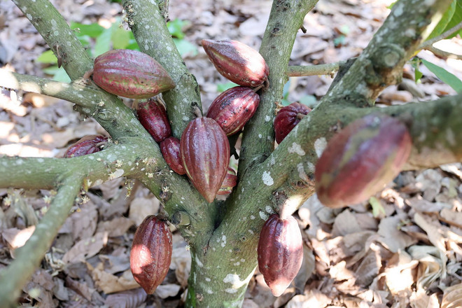 Tỉnh Đắk Lắk hiện có khoảng 1.140ha trồng cacao. (Ảnh: Hoài Thu/TTXVN) ttxvn_1206_cacao (3).jpg