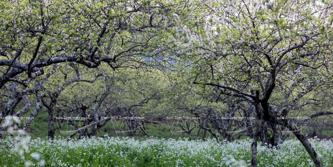 Nhiệt độ khu vực Tây Bắc bộ tăng nhanh, nóng như ngày đầu Hè ảnh 1