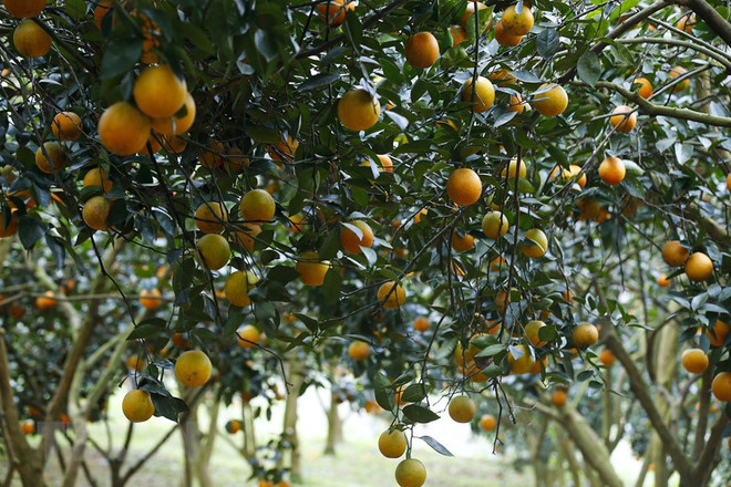 Nâng tầm những quả cam đặc sản, nghiên cứu đầu tư các chế phẩm ảnh 2