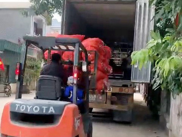Vận chuyển cà rốt lên xe container đưa đi tiêu thụ tại huyện Cẩm Giàng. (Ảnh: Mạnh Tú/TTXVN) Hải Dương xuất bán 48 tấn càrốt trong ngày mùng Một Tết Tân Sửu ảnh 1