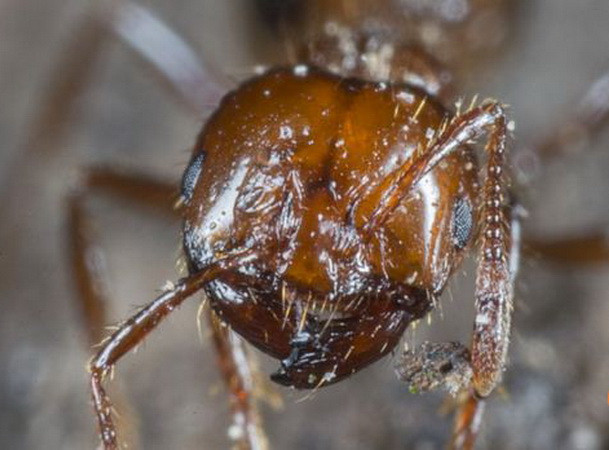 Lần đầu tiên Hàn Quốc phát hiện nhiều kiến lửa có nọc độc ảnh 1