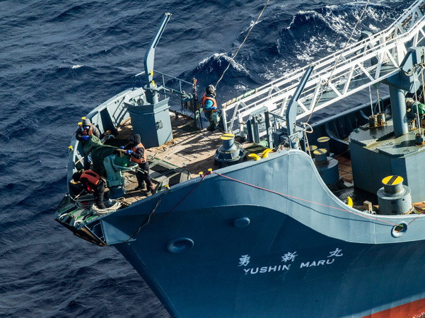 Nhật Bản bị chỉ trích về chiến dịch bắt cá voi ngoài khơi biển Đông ảnh 1