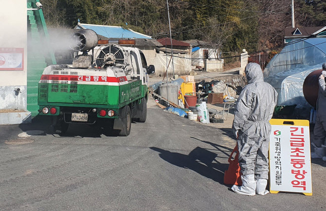 Hàn Quốc tiêu hủy hàng loạt gia cầm nhằm tránh dịch cúm độc lực cao ảnh 1