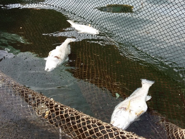 Cá lại chết hàng loạt trên sông Âm tại tỉnh Thanh Hóa ảnh 1