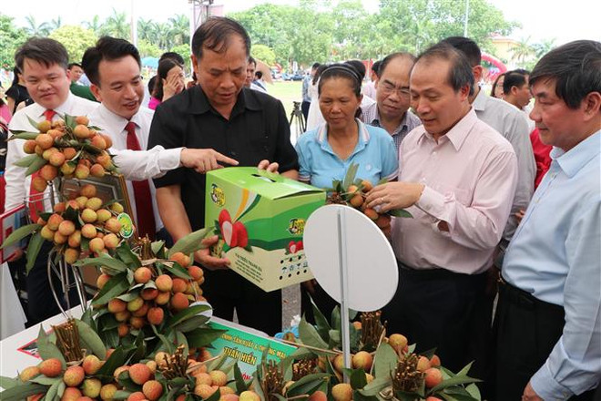 Bí thư Tỉnh ủy Hải Dương Nguyễn Mạnh Hiển và các đại biểu tại Ngày hội vải thiều Thanh Hà năm 2019. (Ảnh: Mạnh Minh/TTXVN) Hải Dương mở rộng vùng sản xuất vải theo tiêu chuẩn quốc tế ảnh 1