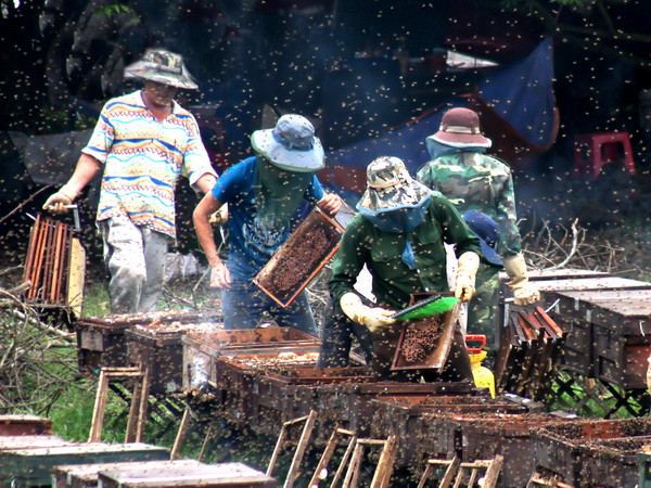 Hà Giang không chấp nhận việc mang ong ngoại vào địa bàn ảnh 1