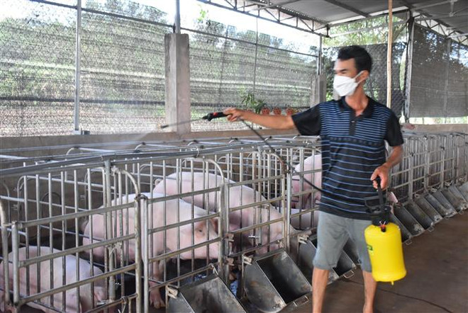 Giá lợn hơi tăng cao, người chăn nuôi vẫn dè dặt tái đàn ảnh 1