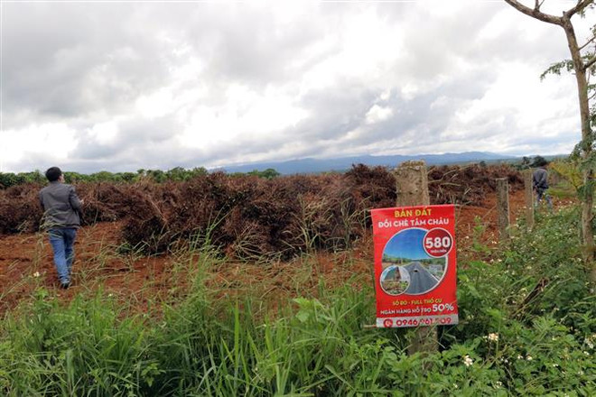 Lâm Đồng: Nhiều đồi chè, càphê tại B’Lao bị 'xẻ thịt,' phân lô bán nền ảnh 2