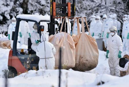 Cúm gia cầm tiếp tục hoành hành tại nhiều nước châu Á ảnh 1