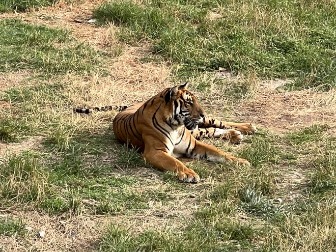 Độc đáo mô hình bảo tồn giống hổ Hoa Nam của Trung Quốc ảnh 1