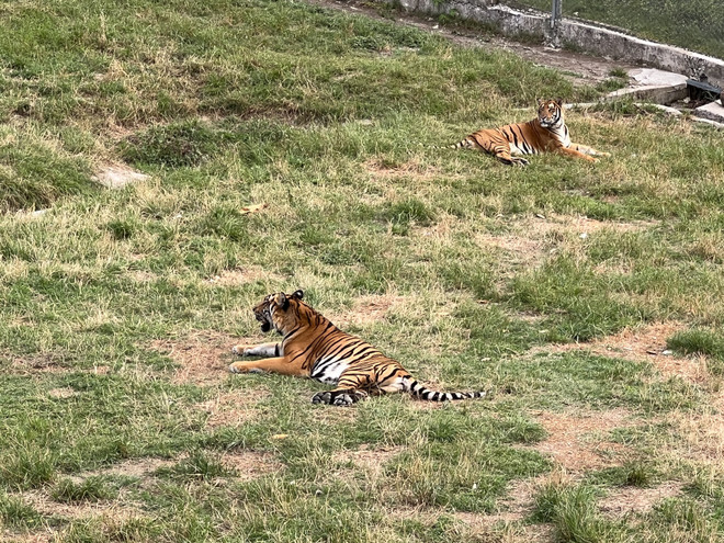 Độc đáo mô hình bảo tồn giống hổ Hoa Nam của Trung Quốc ảnh 3
