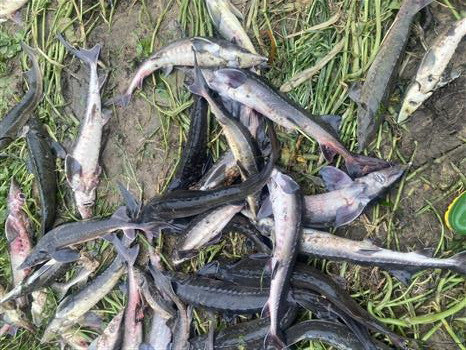 Lai Châu: Lũ quét trong đêm cuốn trôi 5 tấn cá tầm sắp thu hoạch ảnh 1