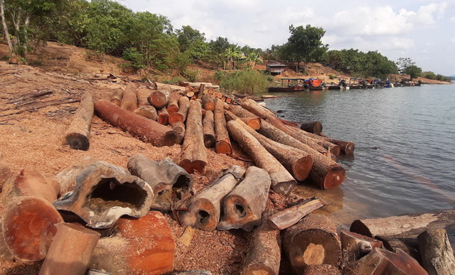 Phát hiện bãi gỗ lậu số lượng lớn dưới lòng hồ thủy điện Sê San 4 ảnh 1