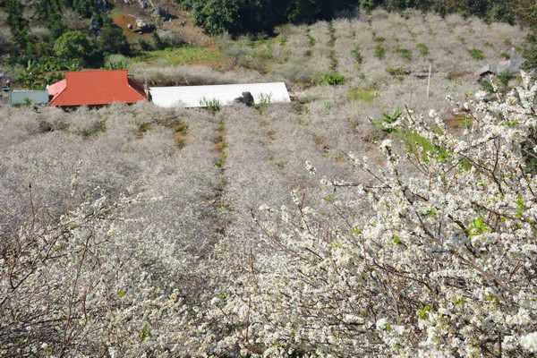 Nở rộ xu hướng du Xuân đến vùng núi Tây Bắc thưởng hoa rừng ảnh 1