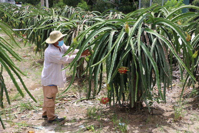 Nông dân ở tỉnh Long An ngắt nụ thanh long để dưỡng cho vụ sau. (Ảnh: Thanh Bình/TTXVN) Phát triển cây thanh long: Chưa thể hiện "buôn có bạn, bán có phường" ảnh 1