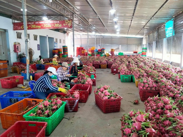Phân loại Thanh Long Bình Thuận trước khi đi tiêu thụ. (Ảnh: TTXVN phát) Phát triển cây thanh long: Chưa thể hiện "buôn có bạn, bán có phường" ảnh 2