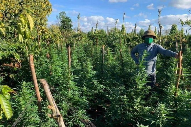 Đắk Lắk: Phát hiện gia đình trồng trái phép cây cần sa trong rẫy càphê ảnh 1