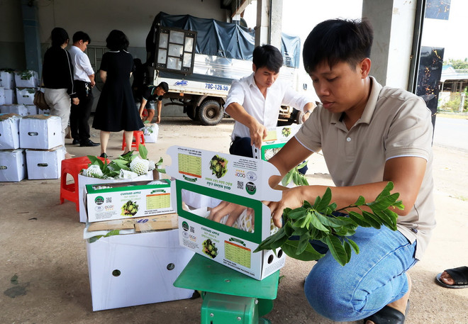 Đóng gói quả mãng cầu, đặc sản Tây Ninh đạt tiêu chuẩn OCOP 4 sao, xã Tân Hưng, huyện Tân Châu, tỉnh Tây Ninh. (Ảnh: Hồng Đạt/TTXVN) ttxvn_tay_ninh_uu_tien_phat_trien_san_pham_ocop_gan_voi_thuong_hieu_san_pham.jpg