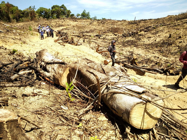 Bắt tạm giam 2 hai nghi phạm về hành vi hủy hoại rừng Bình Định ảnh 1