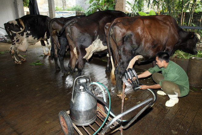 Phát hiện enzime trong sữa bò giúp diệt vi khuẩn phá cây ôliu ảnh 1