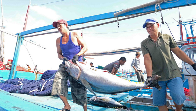 Chuyển cá ngừ đại dương lên bờ sau khi tàu cập Cảng Hòn Rớ, thành phố Nha Trang, để đưa đi tiêu thụ. (Ảnh: Nguyễn Dũng/TTXVN) Khánh Hòa: Sôi động tàu cá ra, vào cảng những ngày đầu năm ảnh 1