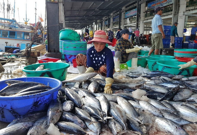 Ngư dân phân loại cá ngừ sọc dưa tại cảng Hòn Rớ, thành phố Nha Trang, tỉnh Khánh Hòa. (Ảnh: Nguyễn Dũng/TTXVN) Khánh Hòa: Sôi động tàu cá ra, vào cảng những ngày đầu năm ảnh 2
