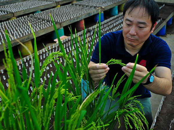 Phát hiện một loại gen lúa mới cho năng suất cao ảnh 1