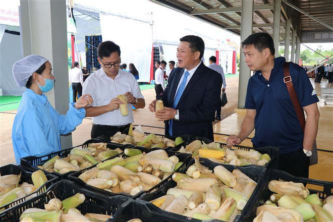 Khánh thành Trung tâm chế biến rau quả lớn nhất khu vực Tây Nguyên ảnh 1