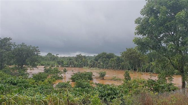 Mưa lũ gây ngập hàng trăm hecta cây trồng của người dân tỉnh Đắk Nông. (Ảnh: Hưng Thịnh/TTXVN) Mưa lớn kéo dài tại Đắk Nông làm thiệt hại gần 135 tỷ đồng ảnh 1