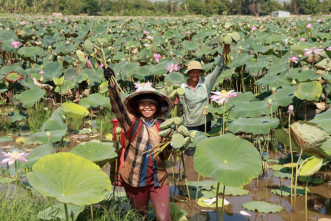 Tháp Mười là một trong những địa phương có diện tích canh tác sen lớn của tỉnh Đồng Tháp. (Nguồn: báo Đồng Tháp) sen Dong Thap1.jpg