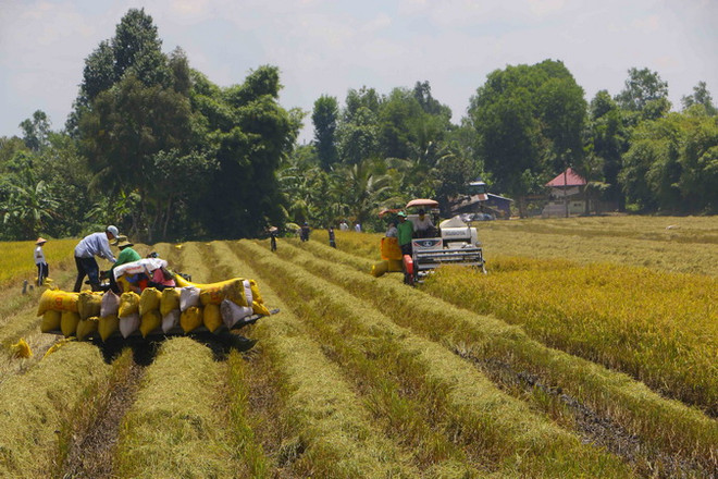 Tăng quy mô sản xuất, sẵn sàng cung ứng thực phẩm cho phía Nam ảnh 2