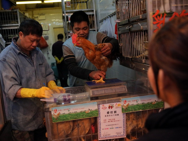 Nguy cơ virus cúm gia cầm H7N9 lây lan mạnh tại Trung Quốc ảnh 1