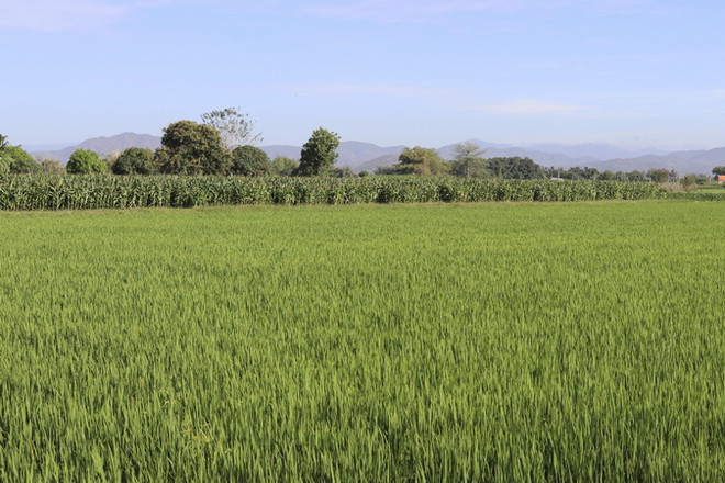 Ninh Thuận: Tính toán, sử dụng tốt nhất hiệu quả nguồn nước ảnh 1