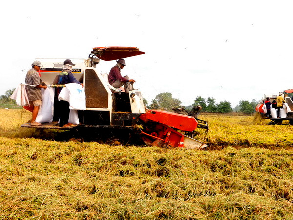 Sản xuất và xuất khẩu gạo Việt Nam vẫn vấp phải rất nhiều khó khăn ảnh 1