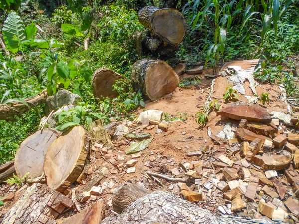 Điện Biên: Huyện Tủa Chùa thừa nhận tình trạng phá rừng trên địa bàn ảnh 1