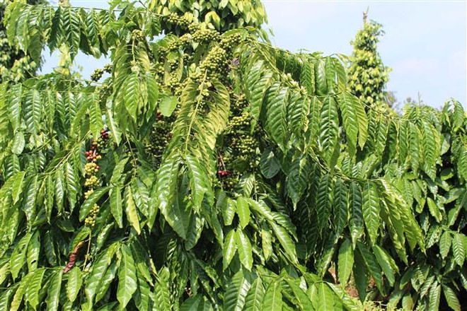 Thị trường nông sản tuần qua: Giá lúa ổn định, càphê phục hồi ảnh 2