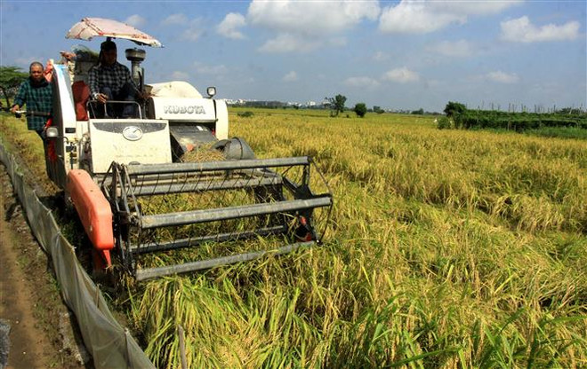 Thị trường nông sản tuần qua: Giá lúa ổn định, càphê phục hồi ảnh 1