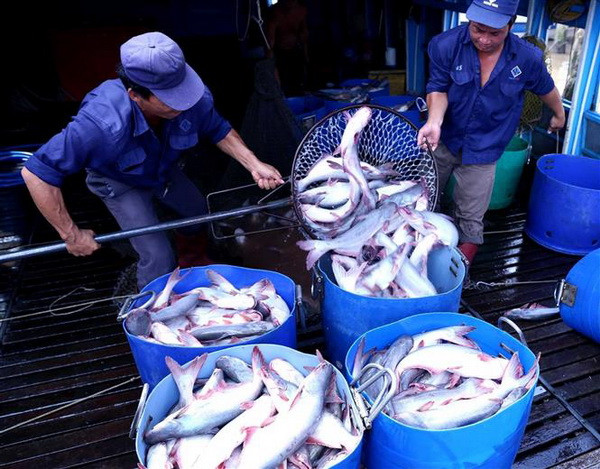 Giá cá tra nguyên liệu đang ở mức cao ''lịch sử'' chưa từng có ảnh 1