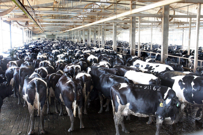 Tập đoàn sữa TH True Milk khảo sát tiến tới đầu tư vào Nga ảnh 1