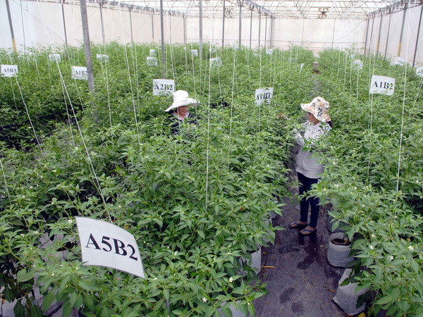 Cần Thơ đầu tư 44 triệu USD xây 3 khu nông nghiệp công nghệ cao ảnh 1