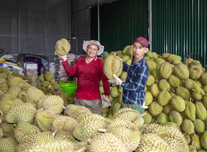 Sầu riêng được giá, thị trường tiêu thụ ổn định nên nông dân tại huyện Khánh Sơn rất vui mừng phấn khởi. (Ảnh: TTXVN phát) Khánh Hòa: Thu hoạch sầu riêng vào chính vụ, giá bất ngờ ''lập đỉnh'' ảnh 1