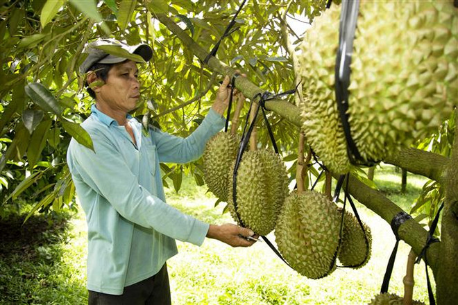 Sầu riêng Khánh Sơn được biết đến với ưu điểm là quả to, vỏ mỏng, cơm vàng, hạt lép, thịt ráo tỷ lệ trọng lượng cơm lên đến 30-40% cho mỗi quả được người tiêu dùng ưa chuộng. (Ảnh: TTXVN phát) Khánh Hòa: Thu hoạch sầu riêng vào chính vụ, giá bất ngờ ''lập đỉnh'' ảnh 2
