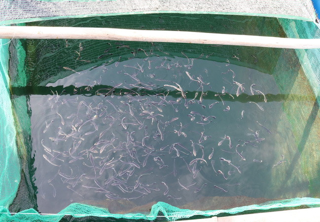 Ứng dụng công nghệ sản xuất giống nhân tạo cá bớp và cá hồng Mỹ ảnh 1