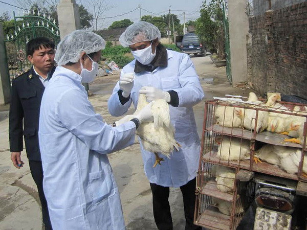 Phòng dịch cúm gia cầm, lở mồm long móng ở vùng biên giới ảnh 1