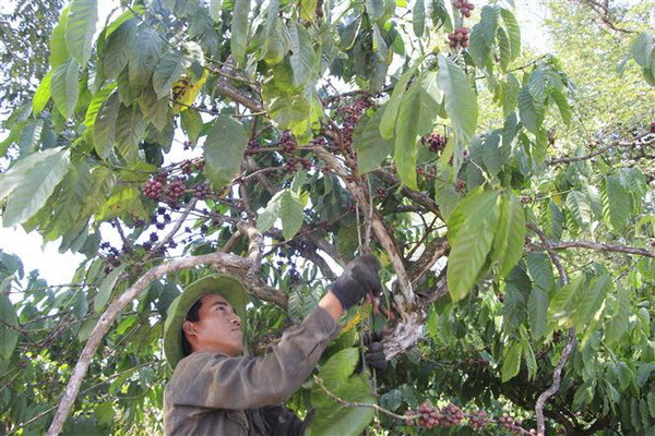 Ảnh chỉ có tính minh họa. (Ảnh: Hồng Điệp/TTXVN) Đắk Lắk không tăng diện tích càphê ngoài vùng quy hoạch ảnh 1
