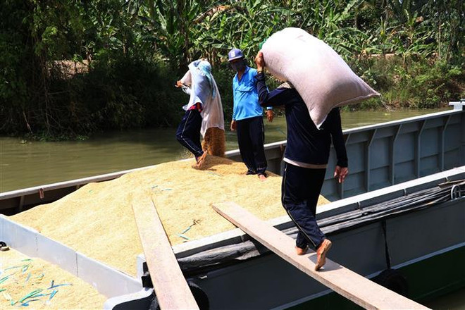 Đẩy mạnh sản xuất đảm bảo nhu cầu gạo trong nước và xuất khẩu ảnh 2